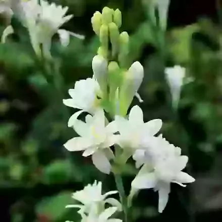 Tuberosa The Pearl